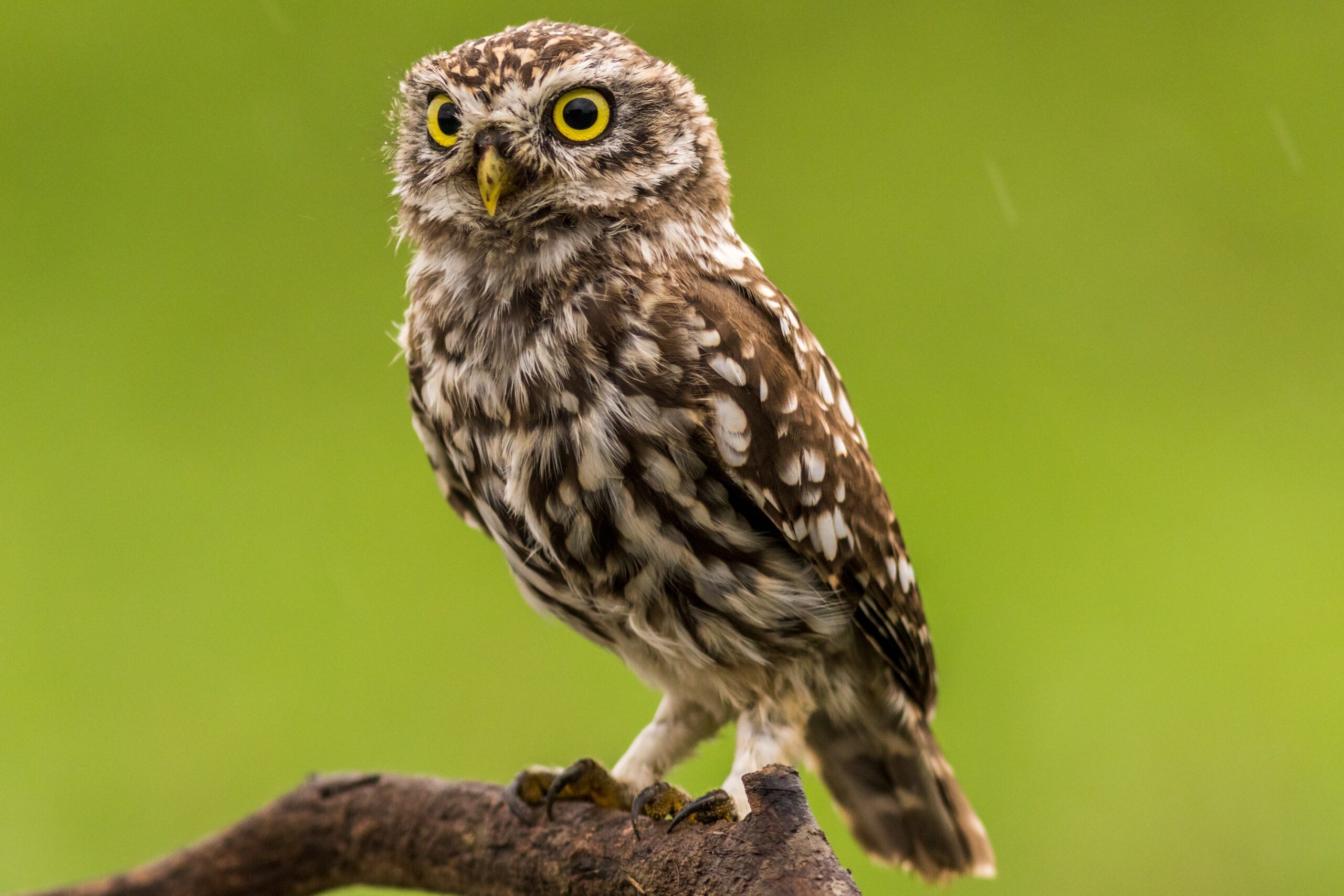 owl on a green background