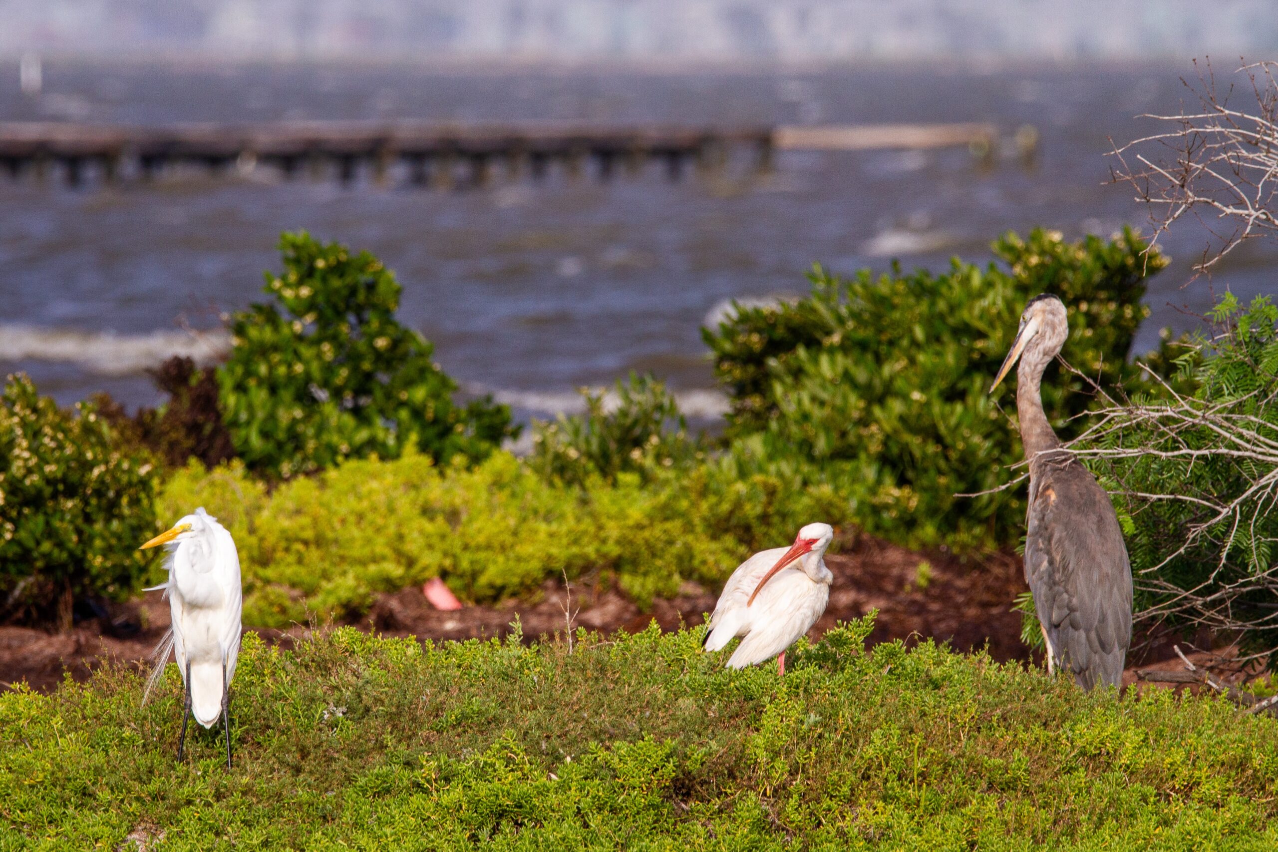 A great egret, white ibis, and great blue heron