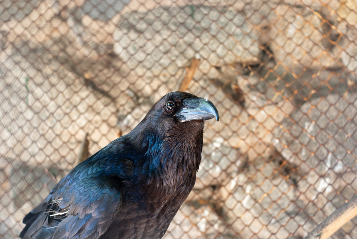 black raven in a zoo cage