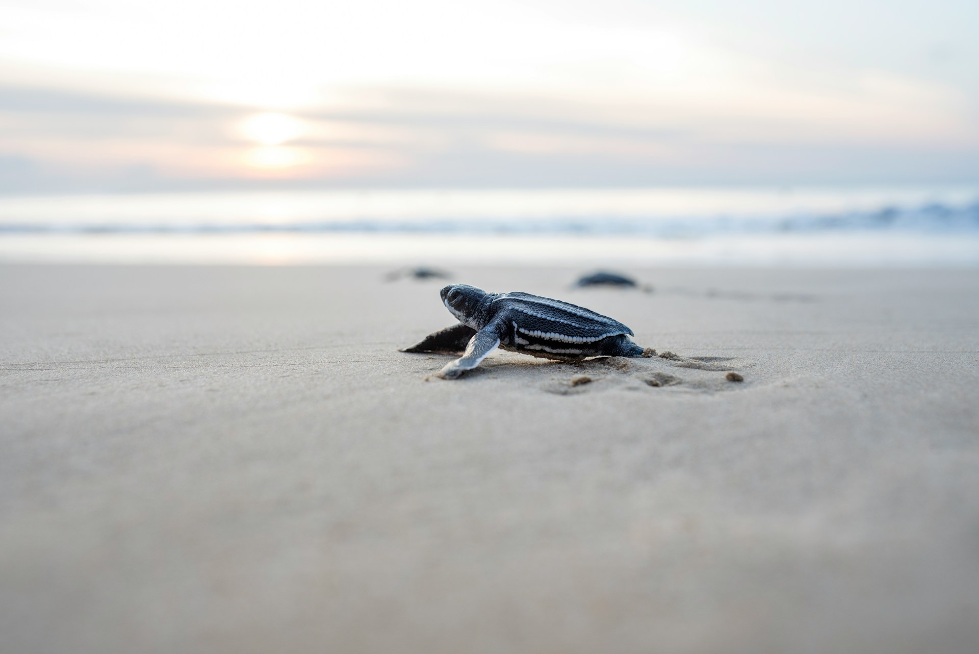 turtle instinctively crossing beach