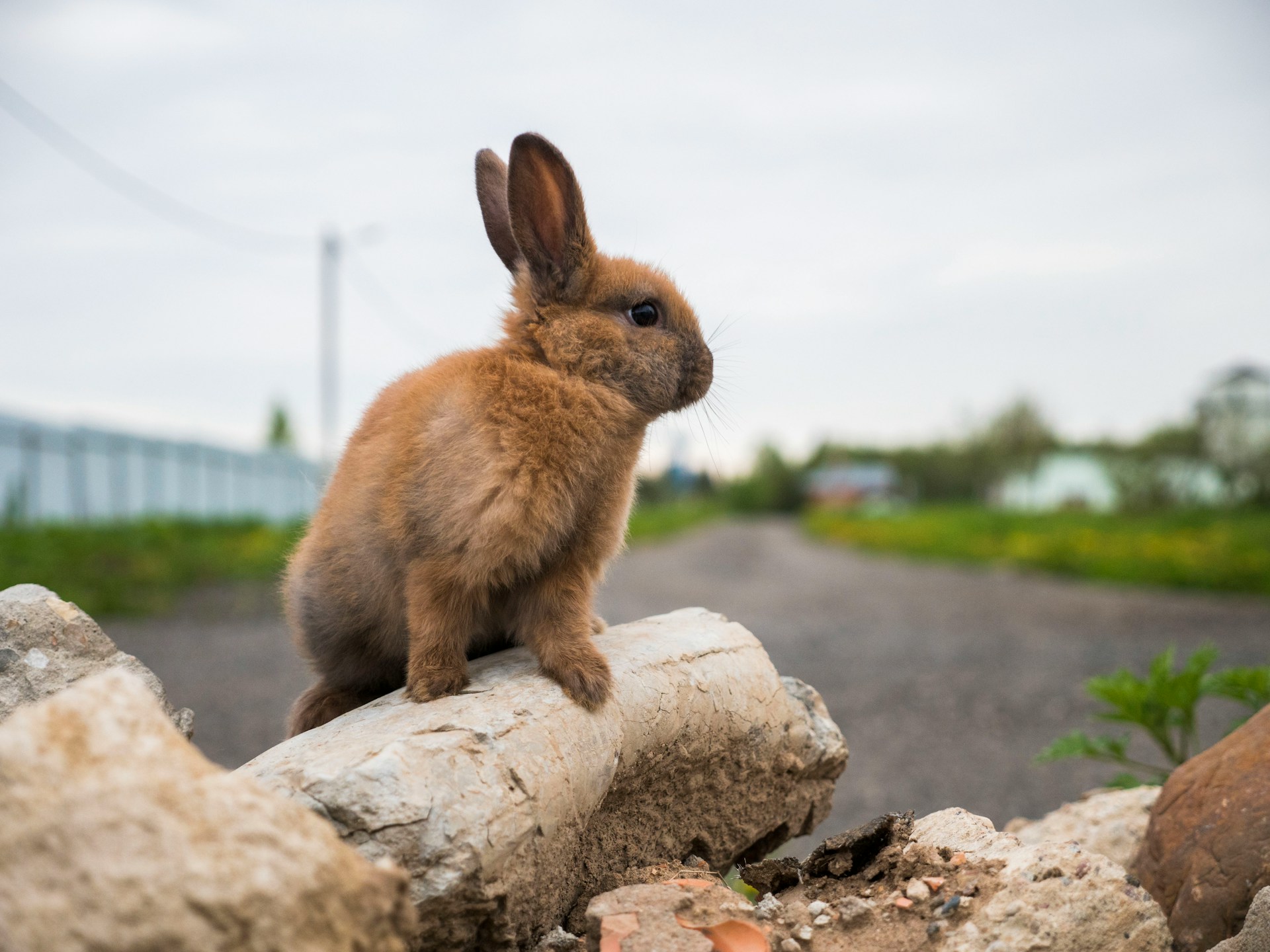 an alert rabbit, looking around